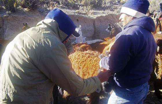 Capacitación en sanidad animal para productores de rumiantes menores