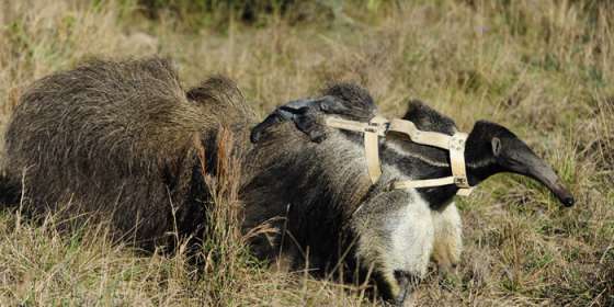 Salta colabora con el proyecto de recuperación del oso hormiguero en Corrientes