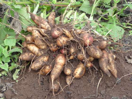Se promoverá el cultivo del yacón