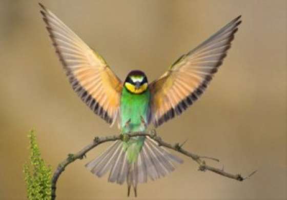 Actividades en el Mes de las Aves
