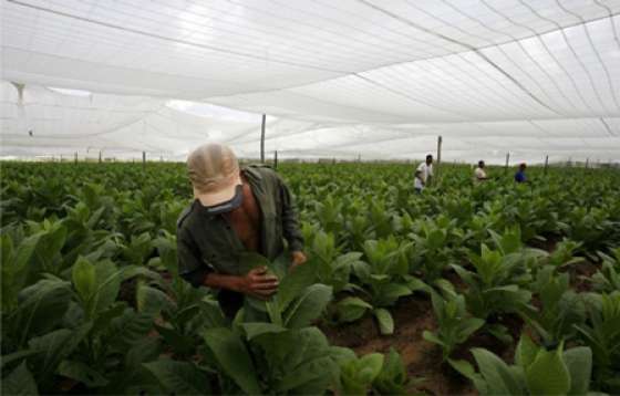 Cronograma de pago para la preindustria del sector tabacalero