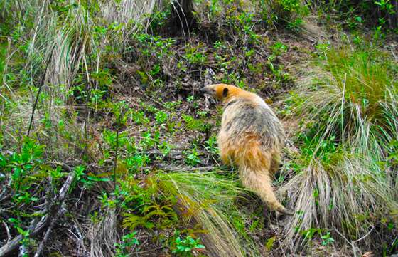 Oso melero regresa a su hábitat natural