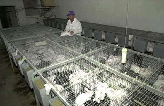 La producción de carne de conejo creció 25% en Salta