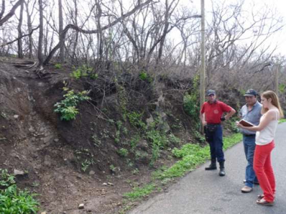 Este domingo plantarán especies autóctonas en el Cerro San Bernardo