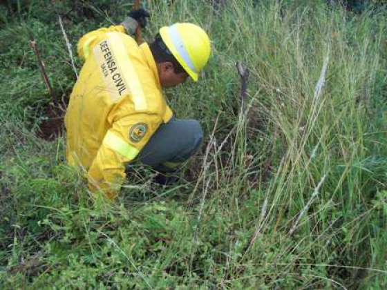 Brigadistas de Defensa Civil realizan reforestación y desmalezamiento