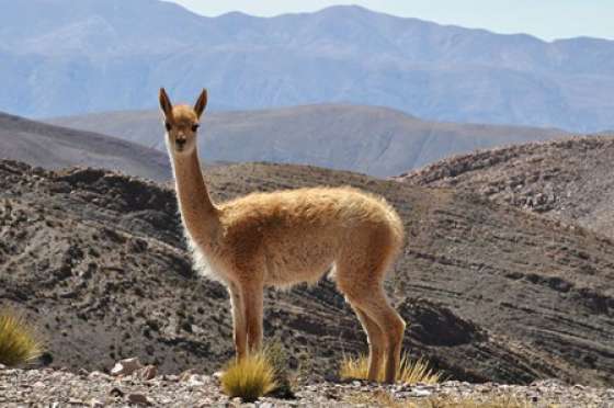 Salta y la región NOA se preparan para el relevamiento 2013 de vicuñas