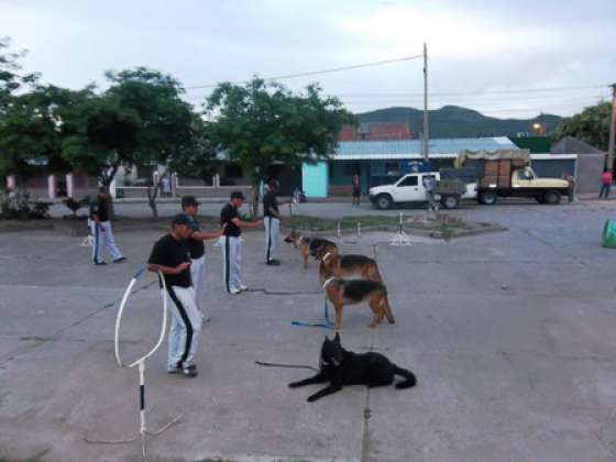 Exhibición de perros de la Policía en Castañares