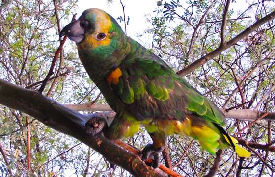 Ingresaron 80 loros habladores a la Estación de Fauna Autóctona