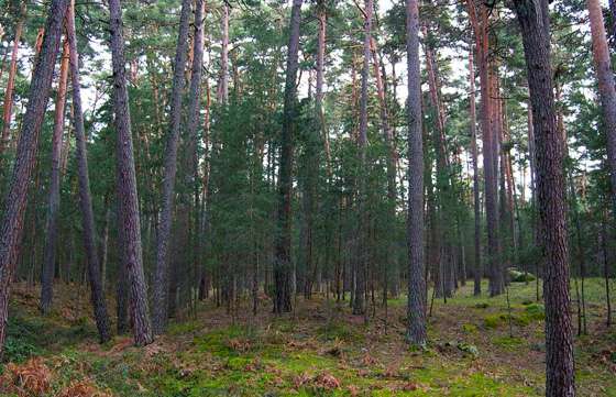 Reciben proyectos para el manejo y conservación de bosques nativos