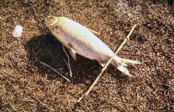 Tareas en el Cabra Corral por muerte de peces