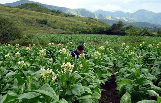 Pago a trabajadores de la preindustria del sector tabacalero