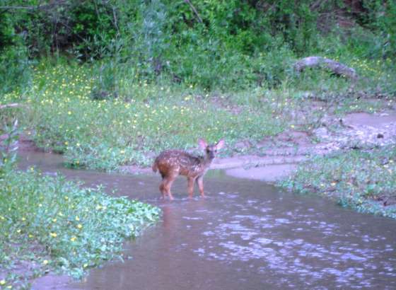 Fue liberada una corzuela parda en las serranías de Tartagal