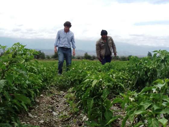 Técnicos de Asuntos Agrarios recorrieron cultivos de pimientos en Cachi y Payogasta