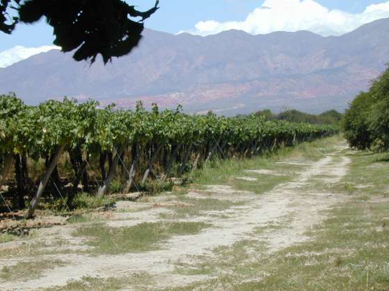 Avanzan en Cafayate la construcción de una cooperativa agropecuaria