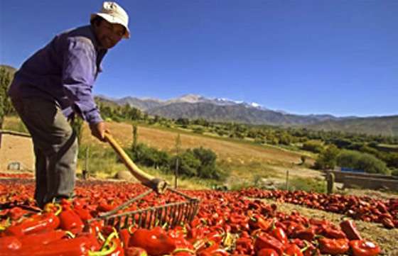 Coordinan acciones para promocionar productos derivados del pimiento