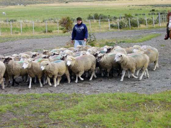 Acuerdan acciones para fortalecer la producción ovina en la Puna Salteña