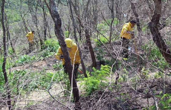 Brigadistas de Defensa Civil continúan con la reforestación en el cerro