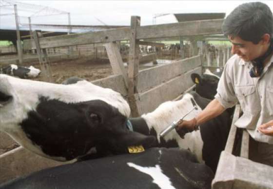 Se vacunaron más de 800.000 cabezas de ganado contra la aftosa