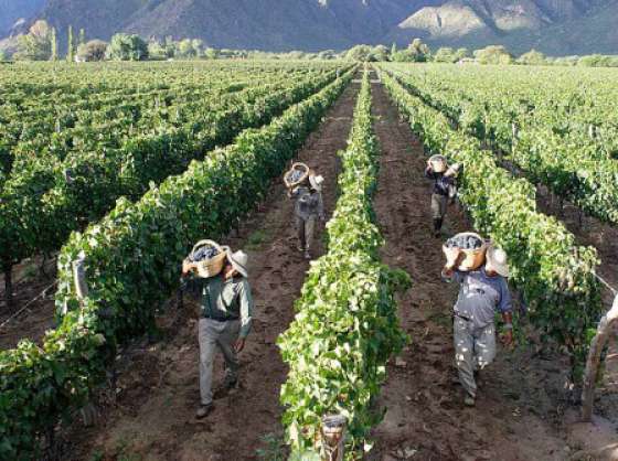 Bodegueros y trabajadores de la vendimia acordaron el precio de la uva