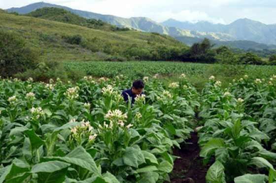 Comienzan la difusión del Programa Intercosecha