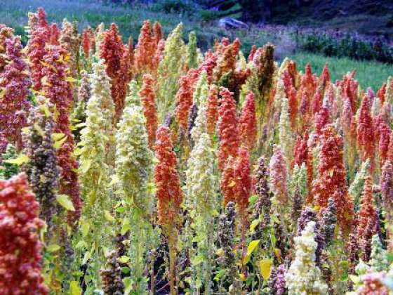 Planifican acciones para la campaña 2013 de cultivos andinos