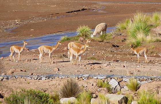 Ambiente inspecciona criadero de vicuñas