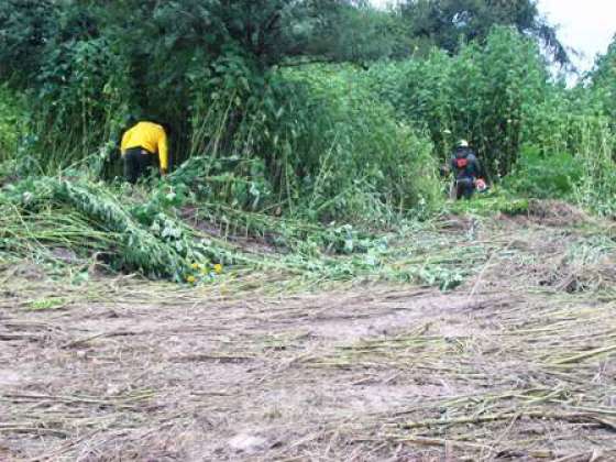 Defensa Civil desmaleza barrios de la ciudad de Salta