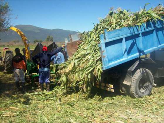 Los internos de la Granja de Cerrillos concretaron trabajos de ensilado de maíz