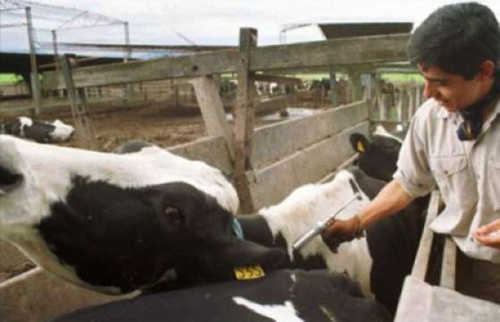 En La Viña se dicta una capacitación continua sobre el manejo de ganado