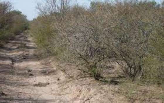 La Provincia solicitará la recomposición ambiental de un campo desmontado en el norte provincial
