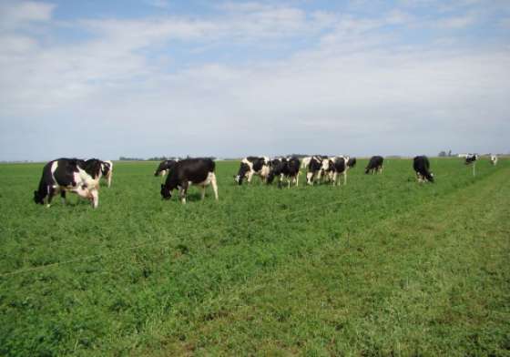 Se realizará un taller sobre alternativas forrajeras para sistemas ganaderos con riego