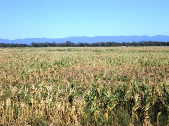 Trámites para solicitar el certificado de emergencia agropecuaria