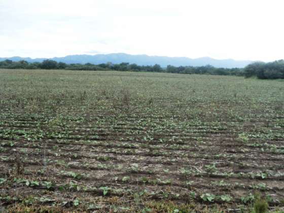 Emergencia agropecuaria para productores afectados por la sequía y la lluvia