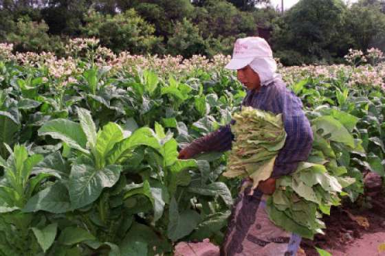 Estudian la factibilidad de fabricar habanos salteños