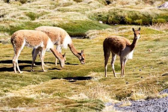 Se realiza la segunda salida a campo para el relevamiento de vicuñas 2013