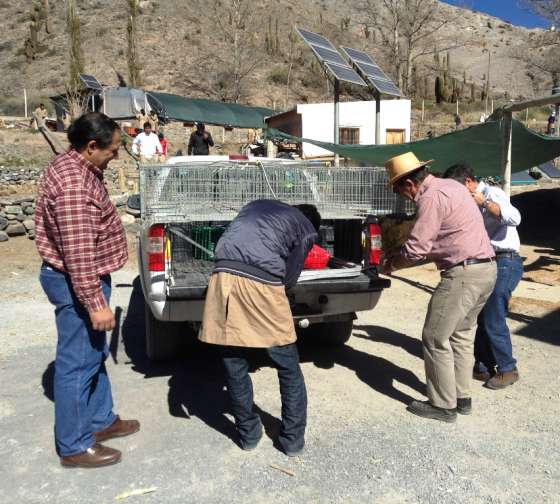 Alumnos de El Alfarcito aprenderán sobre la producción cunícola con ayuda del Gobierno