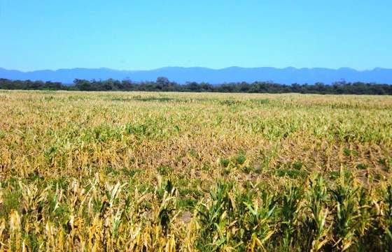 Prorrogan plazos para presentar declaraciones juradas sobre emergencia agropecuaria