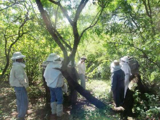 Capacitaron a productoras sobre enfermedades de las abejas