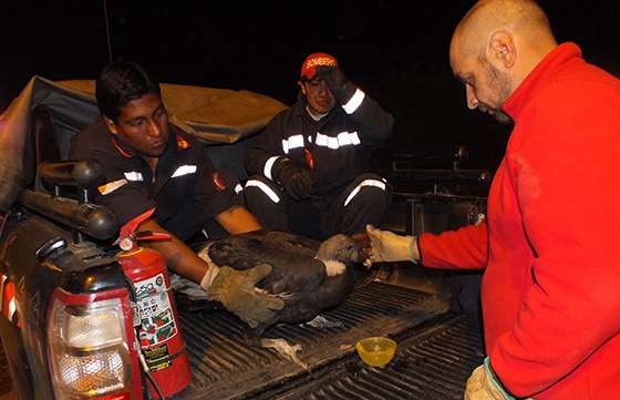 Se recuperan dos cóndores andinos en Cafayate