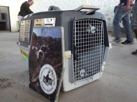 Trasladan dos cóndores andinos a Buenos Aires