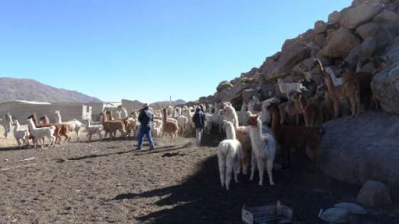 Coordinaron tareas para fortalecer la producción de camélidos en Salta