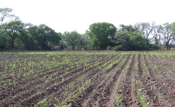 Entregan certificados de emergencia agropecuaria a productores