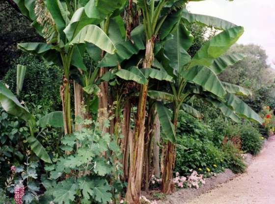 Una comisión relevará plantaciones afectadas por las heladas en Orán y Colonia Santa Rosa