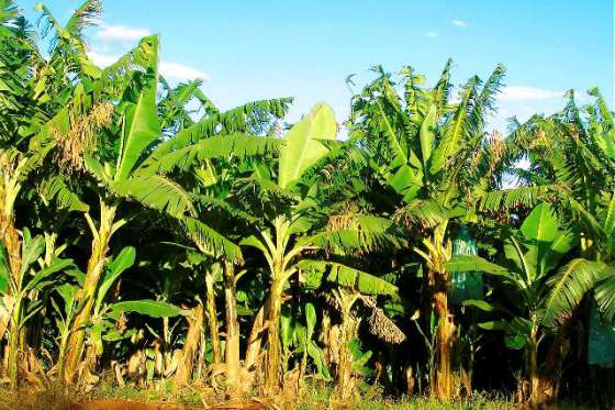 La Provincia asistirá a productores afectados por los daños ocasionados por las heladas