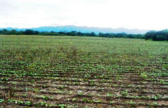 La Comisión de Emergencia  Agropecuaria analizará alternativas para productores afectados por las heladas