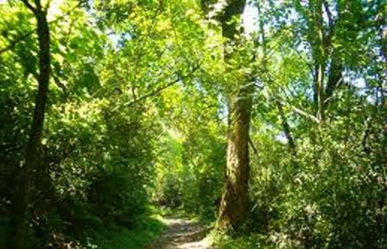 Sergio Elguezábal dictará un curso sobre periodismo y ambiente