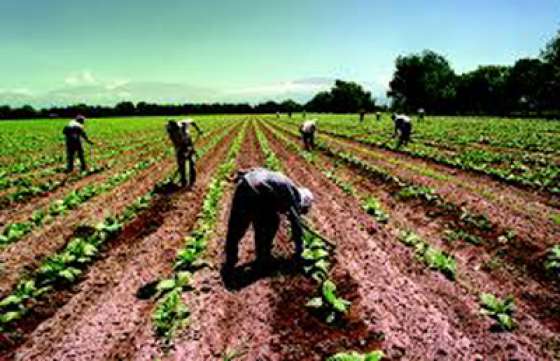 Casi 9 mil trabajadores cobrarán beneficios de  los Programa Intertabaco y Citrus