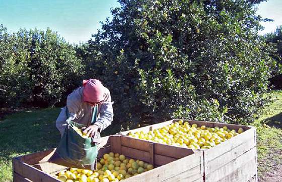 Analizan implementar proyectos productivos en Los Toldos