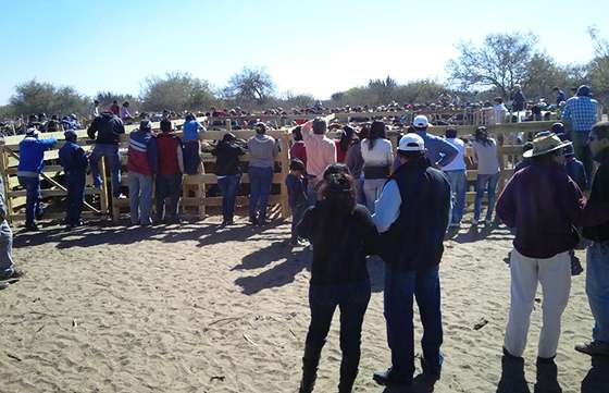 Se realizó el 1° Remate de ganado del Chaco Salteño