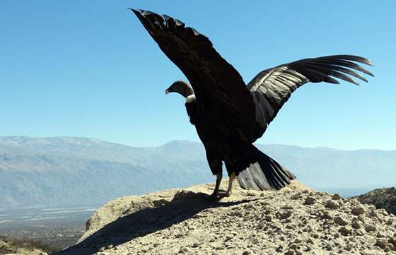 Liberaron a dos cóndores en Cafayate